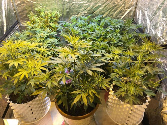 DWC Strawberry Chemdawg OG. Week 10