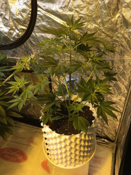 StrawberryBanana GorillaCookies AUTO. Week 4