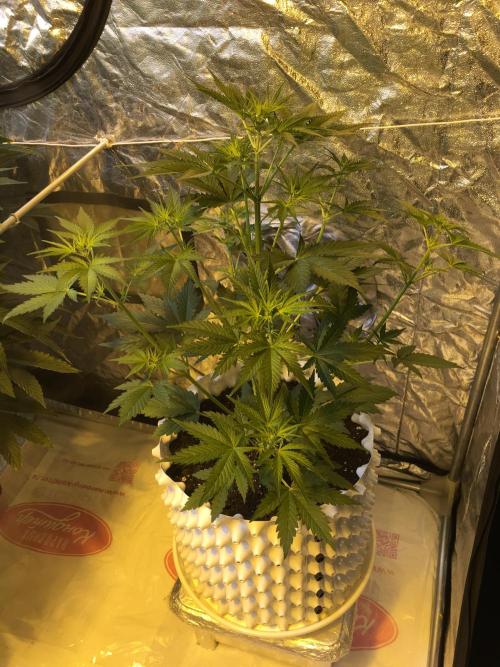 StrawberryBanana GorillaCookies AUTO. Week 4