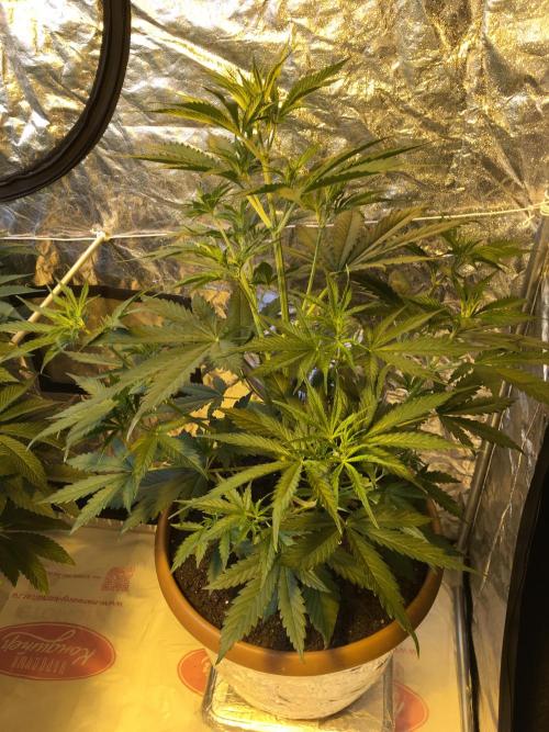 StrawberryBanana GorillaCookies AUTO. Week 4