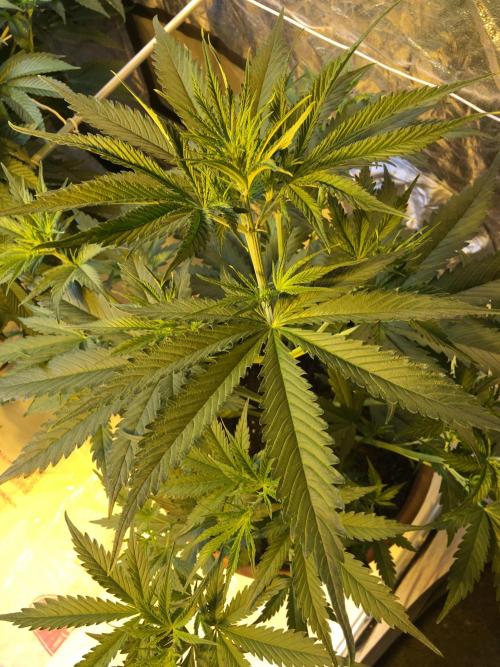 StrawberryBanana GorillaCookies AUTO. Week 4