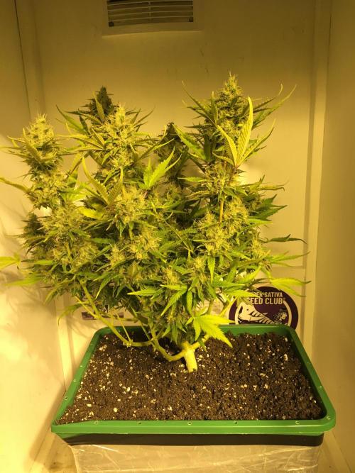 Wedding Cake Auto. Week 10