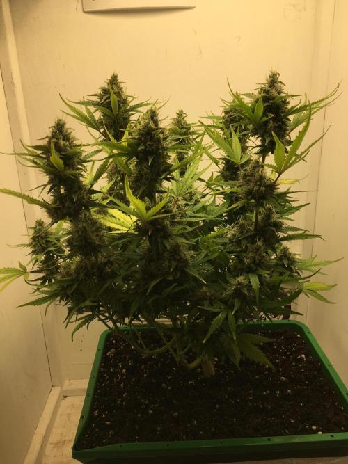 Wedding Cake Auto. Week 10