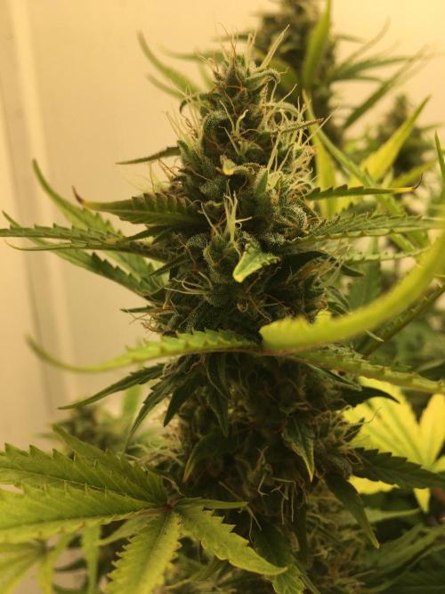 Wedding Cake Auto. Week 10