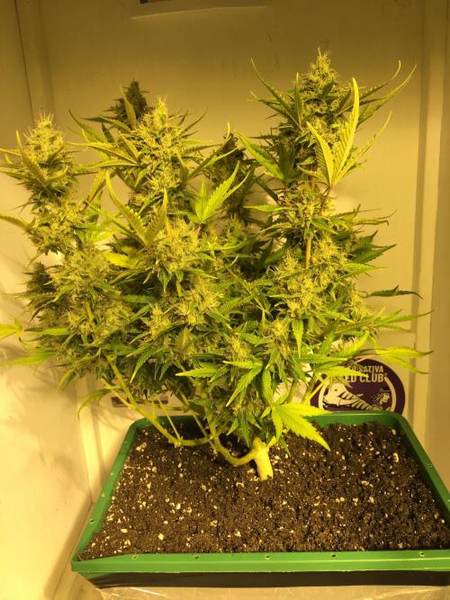 Wedding Cake Auto. Week 10