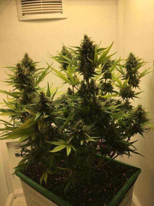 Wedding Cake Auto. Week 10