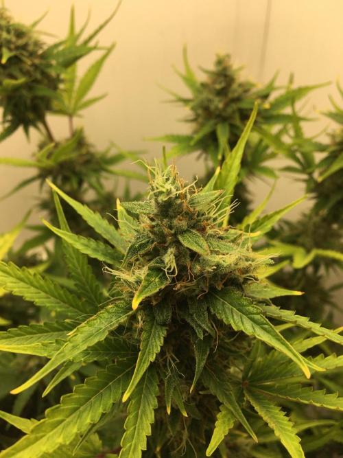 Wedding Cake Auto. Week 10