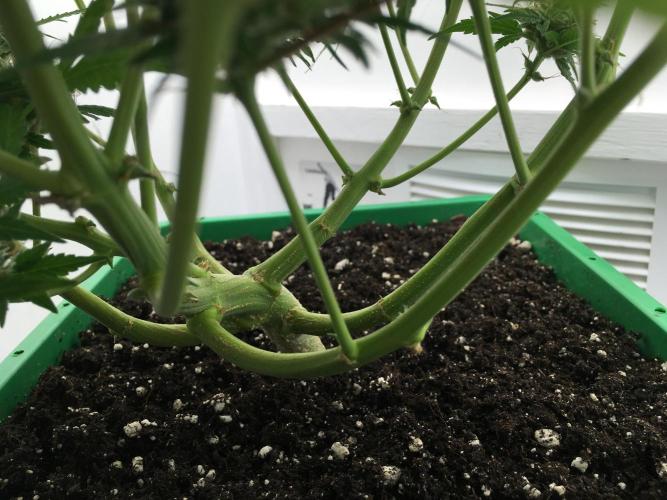 Wedding Cake Auto. Week 10