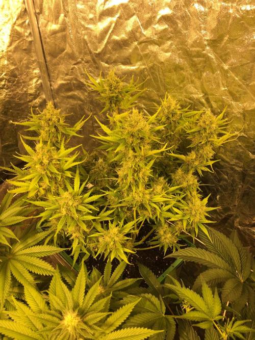 Wedding Cake Auto. Week 10