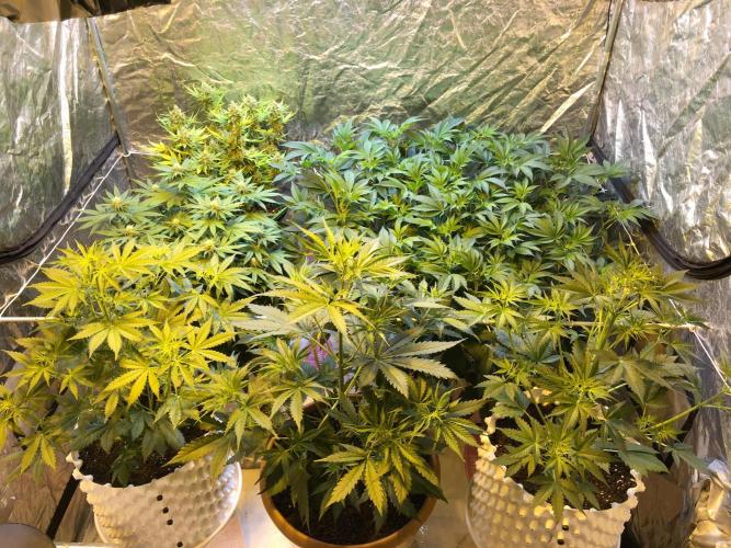 Wedding Cake Auto. Week 10