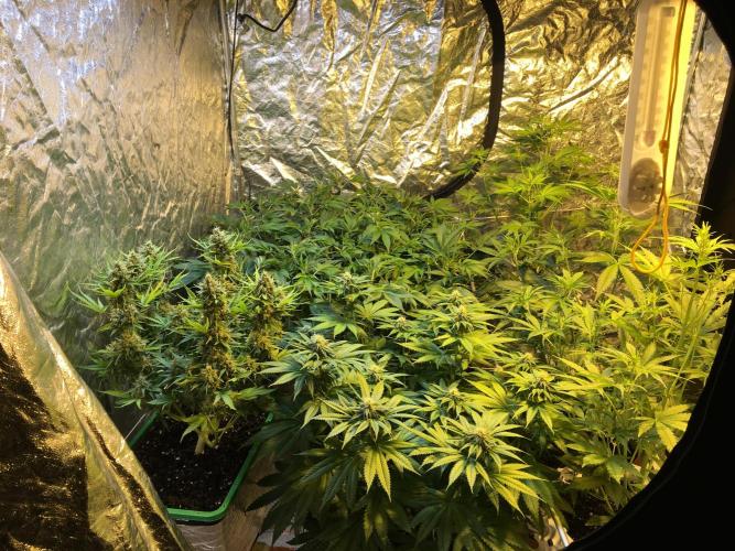 DWC Strawberry Chemdawg OG. Week 10