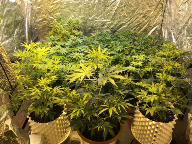 DWC Strawberry Chemdawg OG. Week 10