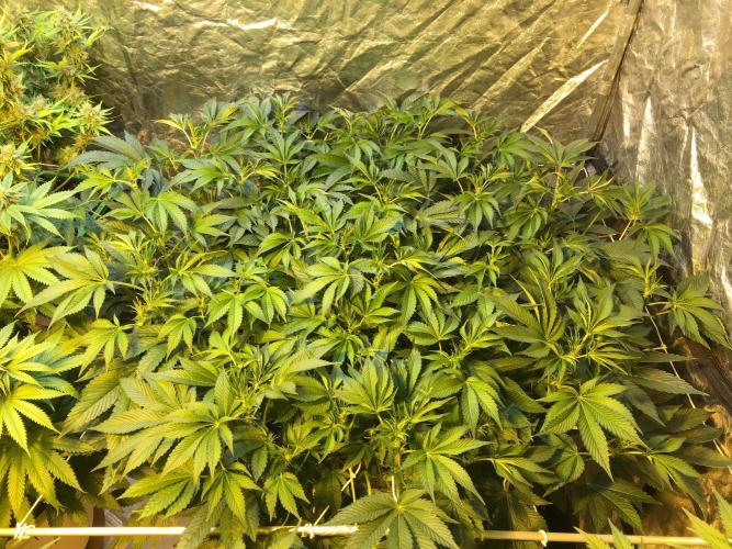 DWC Strawberry Chemdawg OG. Week 10