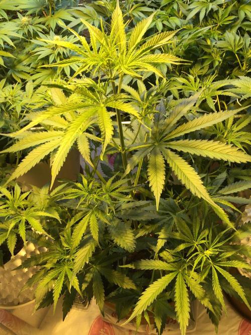 StrawberryBanana GorillaCookies AUTO. Week 5