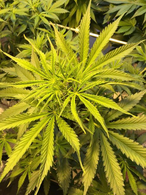 StrawberryBanana GorillaCookies AUTO. Week 5