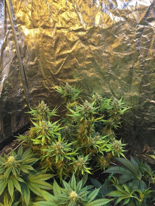 Wedding Cake Auto. Week 10