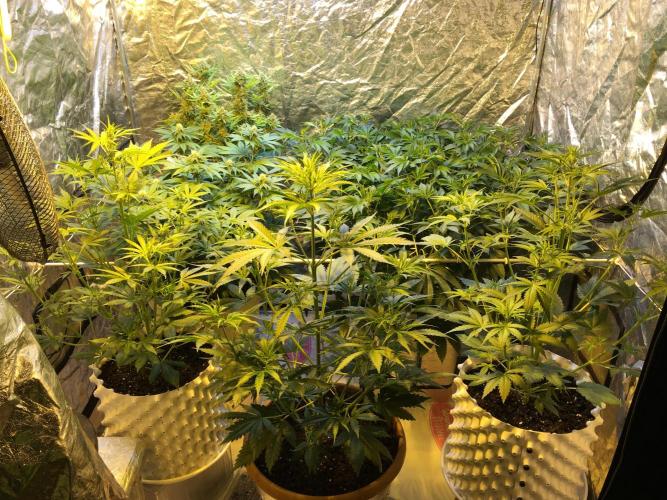 Wedding Cake Auto. Week 10