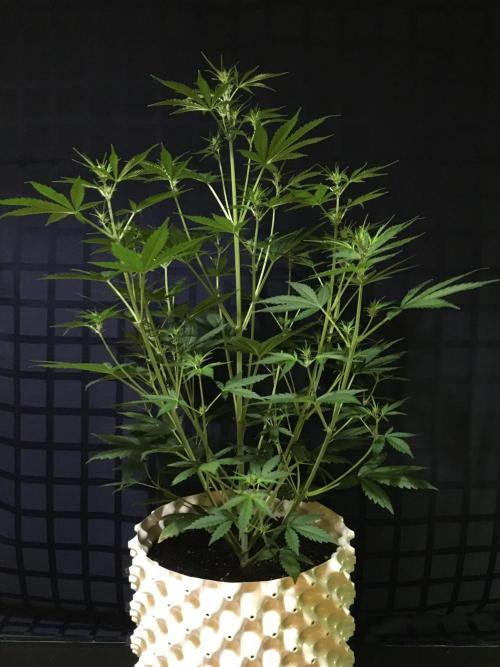 StrawberryBanana GorillaCookies AUTO. Week 5 - Strawberry Banana