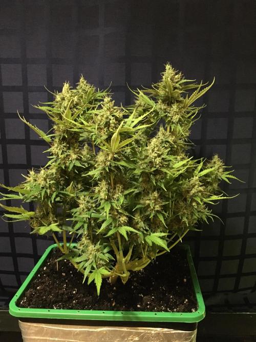 Wedding Cake Auto. Week 11