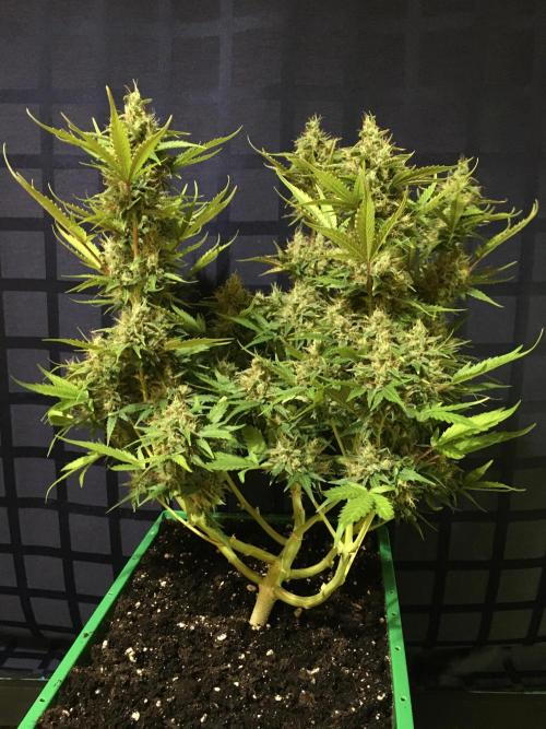 Wedding Cake Auto. Week 11