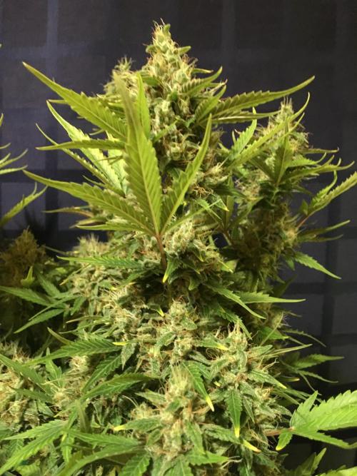 Wedding Cake Auto. Week 11