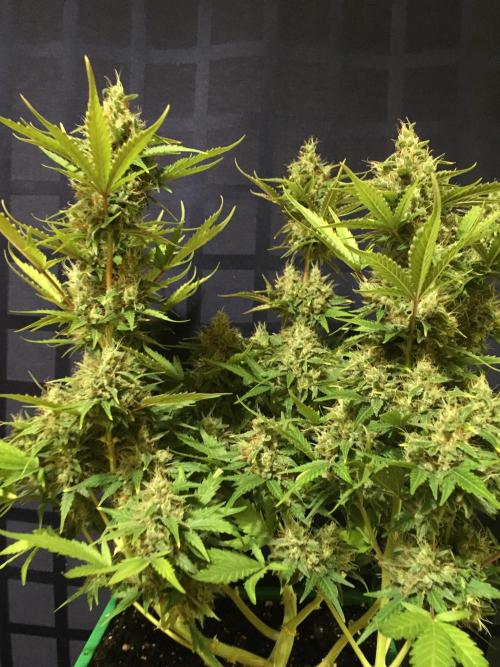 Wedding Cake Auto. Week 11