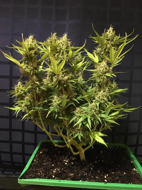 Wedding Cake Auto. Week 11