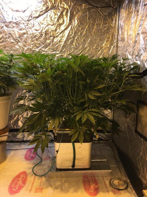 DWC Strawberry Chemdawg OG. Week 10
