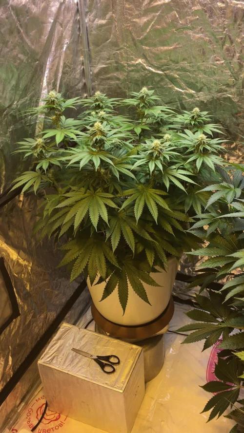 DWC Strawberry Chemdawg OG