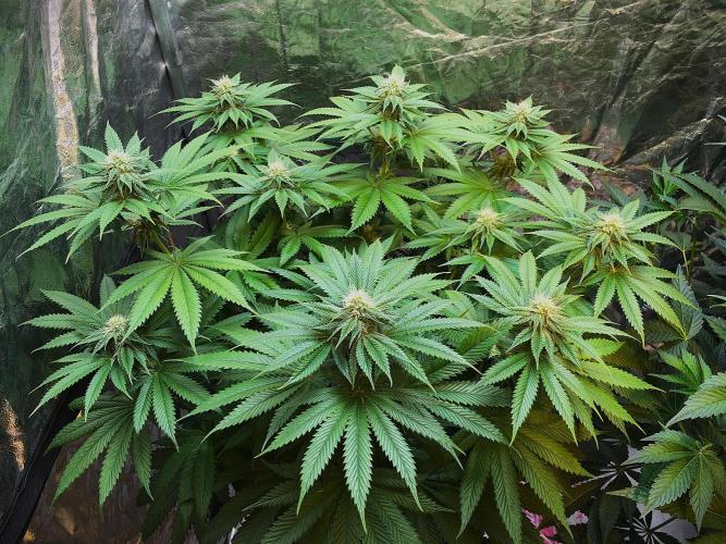DWC Strawberry Chemdawg OG. Week 10
