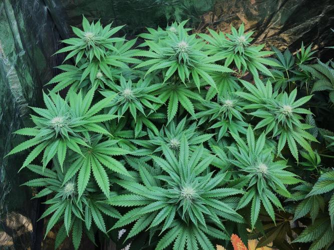 DWC Strawberry Chemdawg OG. Week 10