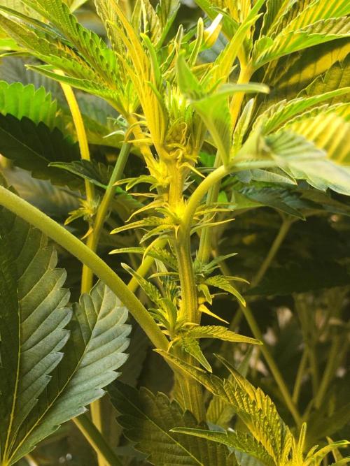DWC Strawberry Chemdawg OG. Week 10