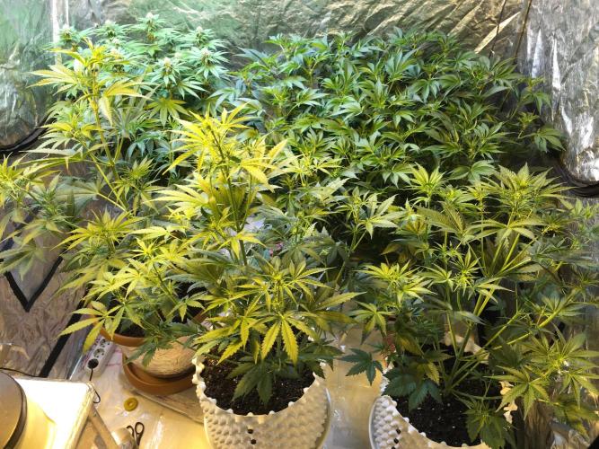 DWC Strawberry Chemdawg OG. Week 10