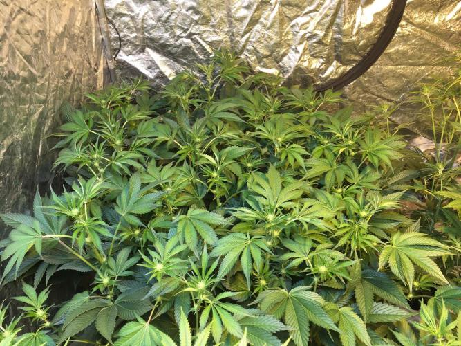 DWC Strawberry Chemdawg OG. Week 10