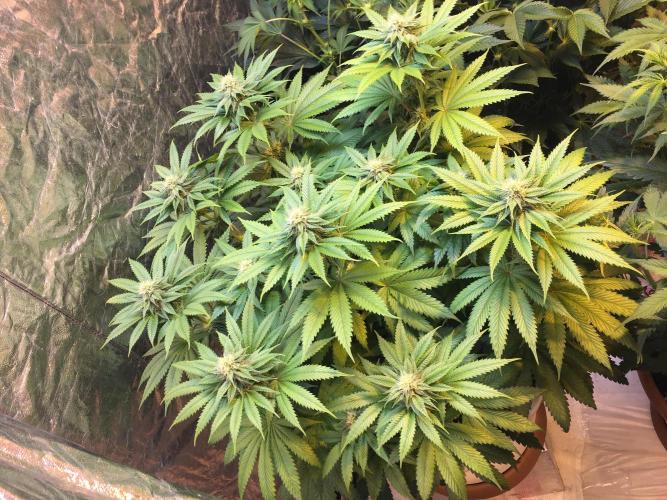 DWC Strawberry Chemdawg OG. Week 10