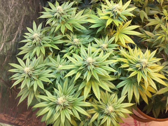 DWC Strawberry Chemdawg OG. Week 10