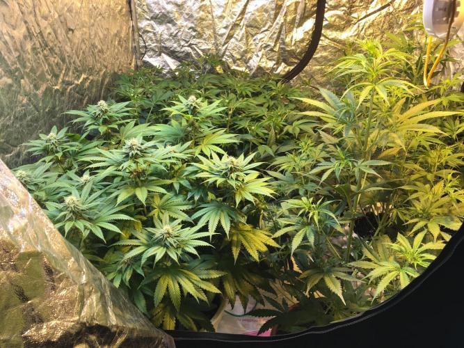 DWC Strawberry Chemdawg OG. Week 10