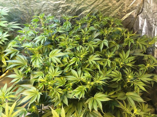 DWC Strawberry Chemdawg OG. Week 10