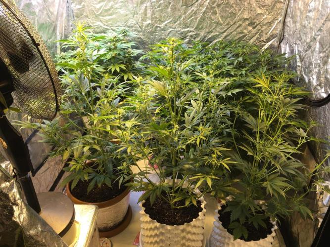 StrawberryBanana GorillaCookies AUTO. Week 5