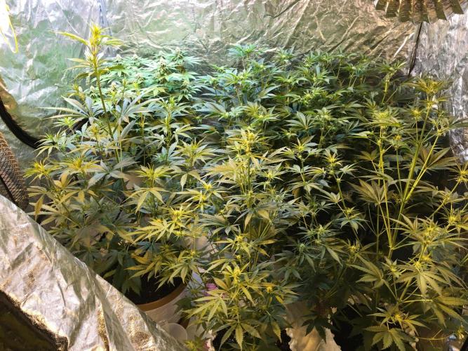 DWC Strawberry Chemdawg OG. Week 11