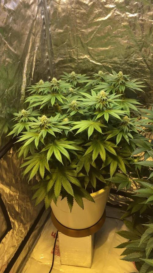 DWC Strawberry Chemdawg OG