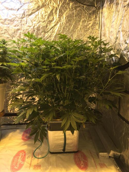 DWC Strawberry Chemdawg OG. Week 11