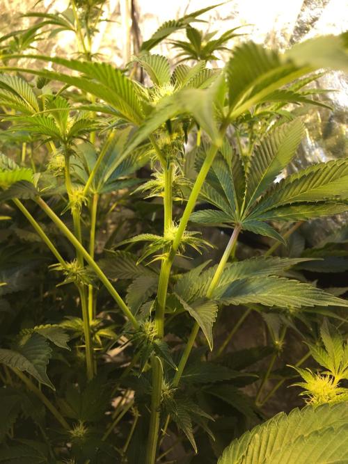 DWC Strawberry Chemdawg OG. Week 11