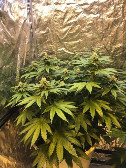 DWC Strawberry Chemdawg OG. Week 11