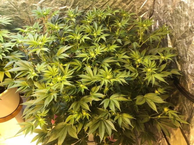 DWC Strawberry Chemdawg OG. Week 11
