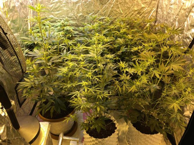 DWC Strawberry Chemdawg OG. Week 11