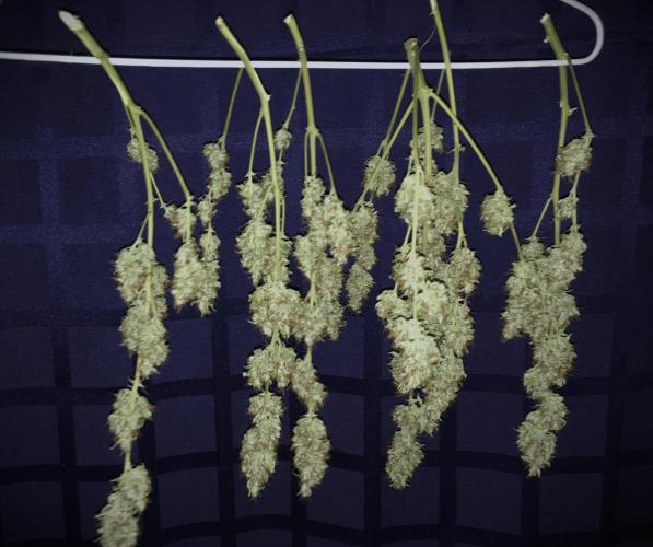 TS1000 Full Spectrum LED. Week 11