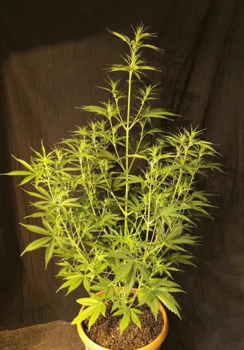 GorillaCookies StrawberryBanana AUTO. Week 6 - Gorilla Cookies