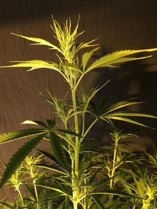 GorillaCookies StrawberryBanana AUTO. Week 6