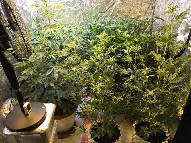 GorillaCookies StrawberryBanana AUTO. Week 6
